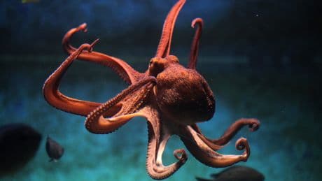 British seas being invaded by huge European octopuses devouring our crabs and lobsters