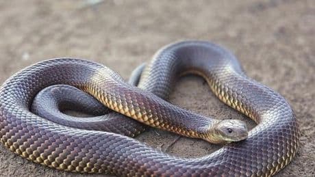 Le sang d’un homme aide à créer un antivenin contre 19 serpents
