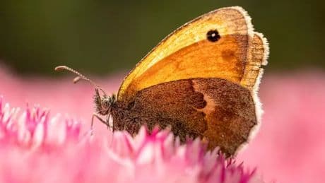Brits with butterflies in garden told to take urgent action 'before it's too late'