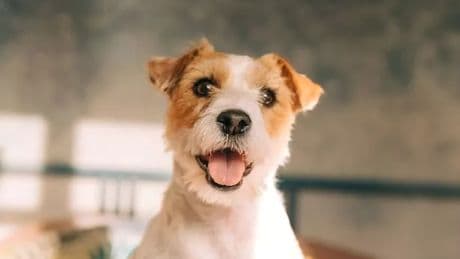 Kennel rule all dog owners should follow this weekend