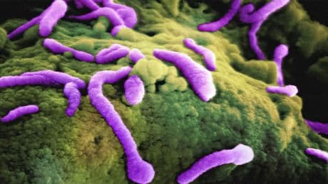 Le sucre des sodas que vous buvez modifie génétiquement vos bactéries intestinales et affecte votre santé