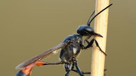 La guêpe fouisseuse répond à des questions complexes pour nourrir ses petits