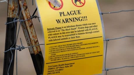 Plague Case In Lake Tahoe Sparks Questions About An Ancient Killer