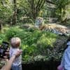 Verdwijnen straks de ijsberen, tijgers en dolfijnen? ‘De dierentuin is geen thuis voor álle soorten’