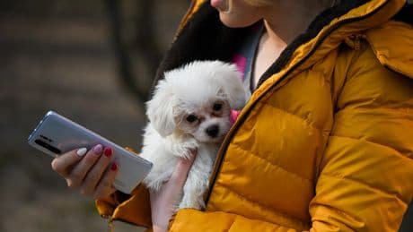 Perros y gatos 2.0: cómo tu móvil puede mejorar su vida