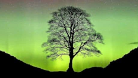 Trauer um Sycamore Gap Tree - Darum liebten alle den „Robin-Hood-Baum“