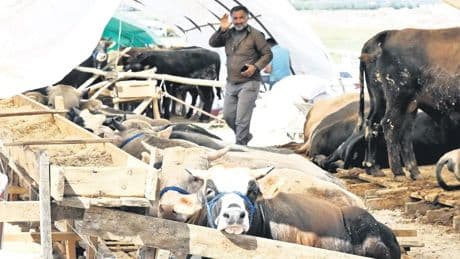 3.3 milyon kurban kesilecek