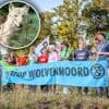 Rechter gaat niet mee in bezwaren van natuurorganisaties: ‘probleemwolf’ Bram mag worden afgeschoten