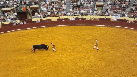 Stierkampf-Drama in Lissabon: 22-Jähriger stirbt bei Arena-Debüt