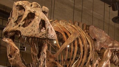 Rare T rex blood vessels found in fossil show how dinosaurs healed injuries