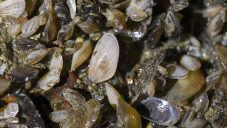 Quagga-Muscheln erobern den Bodensee - Fressfeinde gesucht