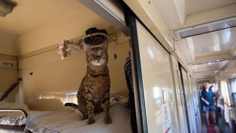 Passenger fined nearly £100 after cat ‘miaows too loudly’ on train