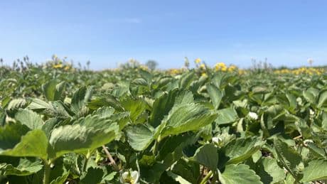 Quebec farmers expected to face heavy storms, hot and humid weather this summer