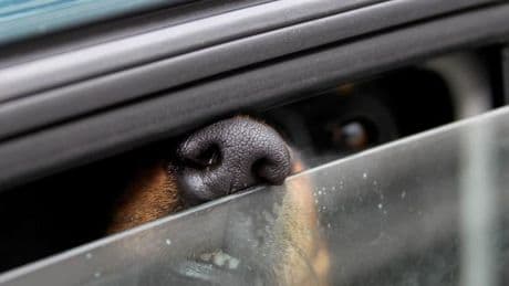 Esslingen: Polizei befreit Hund – Besitzerin kommt berauscht auf Wache