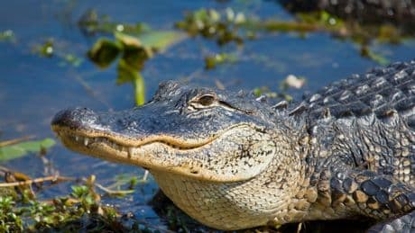 Trump jokes about immigrants being attacked by alligators during ‘Florida Alcatraz’ tour
