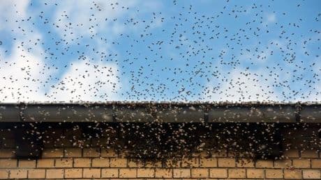 Tiere: Bienenschwarm sorgt für Aufregung auf Trierer Hauptmarkt