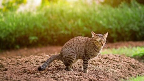 Zo voorkom je dat de kat je tuin als privé-toilet gebruikt