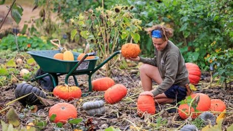 Winter-proof your garden with these easy RHS tips