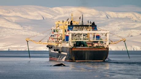 Krill catch in Antarctica soars to record following collapse of conservation deal