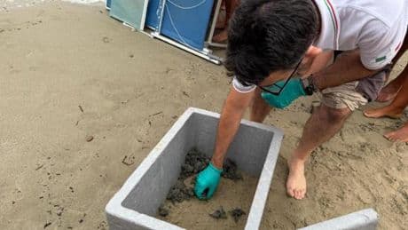 Arma di Taggia, la corsa verso il mare di 41 tartarughine | Video