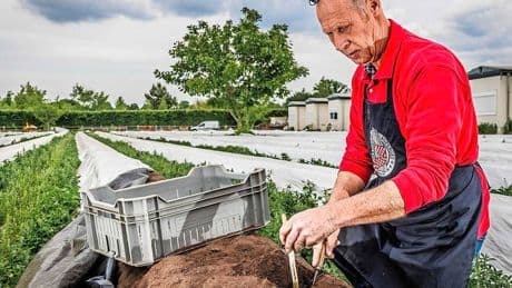 Aspergetelers vrezen verhoging van waterpeil: ’Zo wordt het witte goud écht onbetaalbaar’