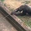 Was ein Auftritt! - Dieser Affe ist ein Akrobat