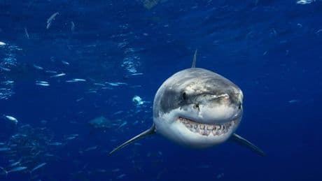 Mogelijk haaien zonder tanden in de toekomst: verzuring oceaan bedreigt roofdieren en mariene ecosystemen