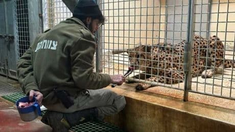 "Un événement tragique": un employé du zoo de Jérusalem tué après avoir été attaqué par un léopard