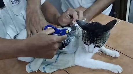 Utilizan a un gato como 'narcogato' para colar droga en prisión