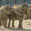 Tierpark in Berlin-Lichtenberg sammelt Spenden: Elefanten-WG soll Mitbewohner bekommen