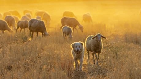 Detectan por primera vez perros con el virus de la lengua azul