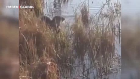 Elazığ’da koruma altındaki su samuru görüntülendi