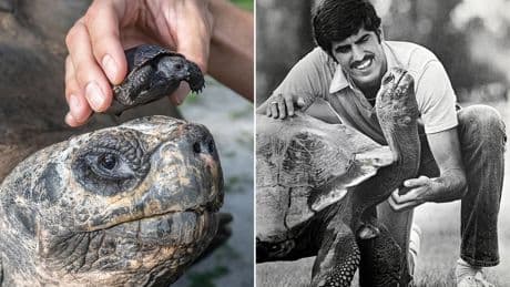 Giant tortoise celebrates his 135th birthday - and first Father’s Day - at Miami Zoo