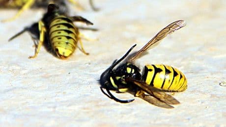 Bölge halkı diken üstünde! Yüksek radyasyon içeren arı yuvası bulundu