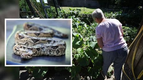 2,50-Meter-Tier versteckte sich - Schlangen-Schock! Frau findet Königsboa im Kompost