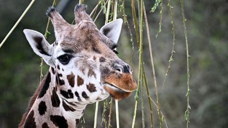 Il n'existe pas une espèce unique de girafes mais quatre, selon une classification de l’Union internationale pour la conservation de la nature