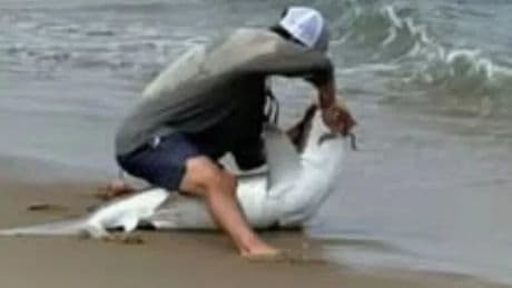Man drags shark onto beach in front of stunned beachgoers before horror attack