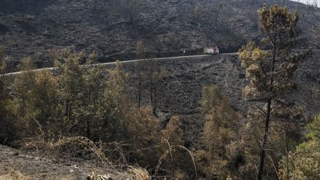 El día después de los incendios: cómo resucitar el bosque y hacerlo rentable para evitar el abandono