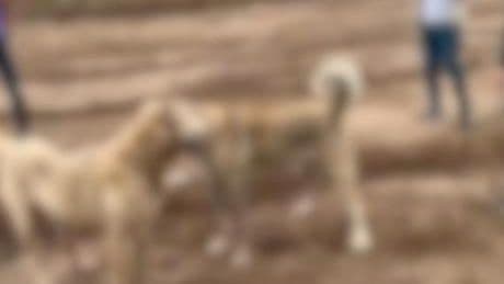 Köpek dövüştürüp sosyal medyada paylaştılar! 2 kişi yakalandı
