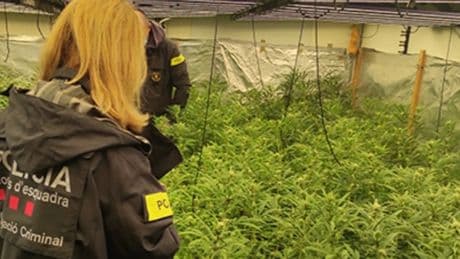 Descubren una plantación de marihuana al ir a desahuciar un local en el distrito de l&#039;Eixample de Barcelona por impago