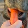 Vitamine ohne Ende - Diese Pferd ist ein Schleckermaul