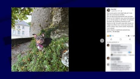Une chienne de 5 mois meurt après voir été piquée une cinquantaine de fois par un essaim de guêpes