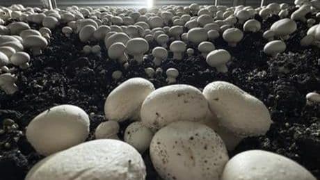Devletten aldığı hibe desteğiyle üretime başladı! Ayda ortalama 15 ton ürün satıyor.