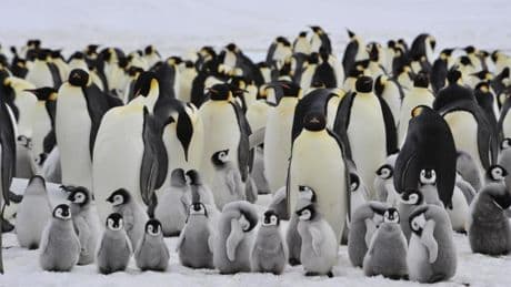 Los excrementos de pingüino podrían ayudar a combatir el cambio climático