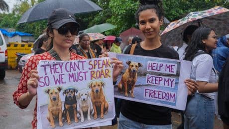 India’s Supreme Court orders stray dogs released to New Delhi streets in modified ruling