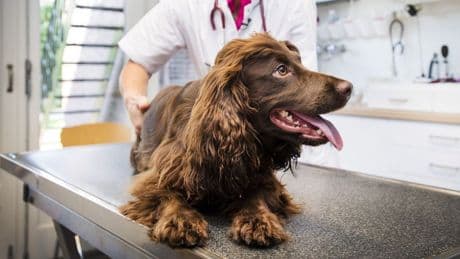 Grote drukte bij spoedzorg voor huisdieren: 'Let op je hond bij de barbecue'