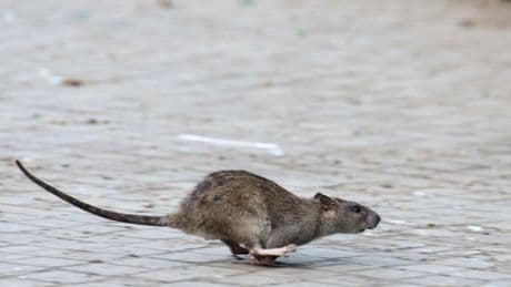 Rattenplage in Berlin: Wie Sie die Nager richtig bekämpfen