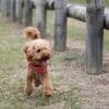 « On ne distinguait plus leur morphologie » : sept chiens sauvés d’une maison insalubre en Essonne