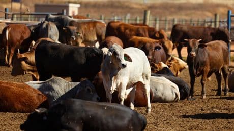 Dermatose des bovins : une stratégie nationale prévoit l’abattage «total» des foyers infectés