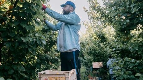 Dans le Gard, les ouvriers agricoles face à la canicule : « Plus il fait chaud, plus il faut ramasser les fruits »